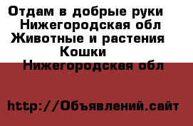 Отдам в добрые руки  - Нижегородская обл. Животные и растения » Кошки   . Нижегородская обл.